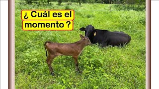 A cuantos días después de parir, se puede preñar una vaca.?