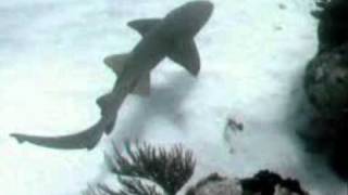 Top 25 Longest Sharks