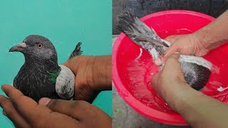 হাট বাজার থেকে কবুতর কিনে আনার পরে কি করণীয় #pigeons