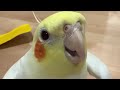 Adorable Cockatiels' Cute Compilation 😍 🎶 🦜#cockatielscraze