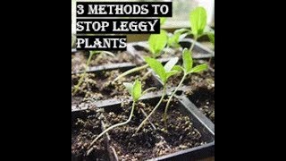 How to Stop Growing Leggy Plants and Grow Firm and Healthy Plants