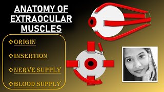 Extraocular Muscles (Anatomy Lecture) - Origin, Insertion, Nerve Supply & Blood Supply | Squint