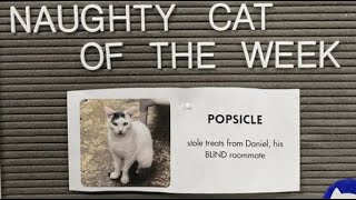 Naughty Cats of the Week