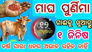 ୧୨ ଫେବୃଆରୀ ବୁଧବାର ମାଘ ପୁର୍ଣିମା ଦିନ ଗାଈକୁ ଚୁପଚାପ ଖୁଆଇ ଦିଅନ୍ତୁ ଏହି ଗୁପ୍ତ ଜିନିଷ//magha purnima 2025