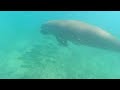 A Rare Sighting of a Dugong | Benguerra Island | Mozambique | WILDwatch