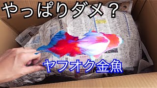 瀕死の巨大魚以来の【ヤフオク金魚】 〜炎のような優美な赤色の金魚〜