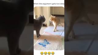 cats funny fight  🤣