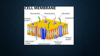 Plasmalogens and healthy cell membranes