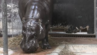 Pygmy hippopotamus (Ueno Zoological Gardens, Tokyo, Japan) September 11, 2020