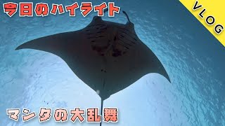 【ダイビングVlog】🏝️石垣島の石崎エリアへ‼️マンタが大乱舞でした😄