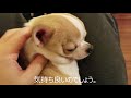 マッサージ大好きなスムースチワワ犬。あっという間に睡眠、寝顔も。my chihuahua likes to be massaged and got sleep in a few minutes.