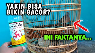 Larutan penyegar bisa bikin burung jadi gacor atau tidak? yuk kita bongkar!