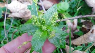 La mercurialis annua 😍.