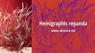 Akvared Akvaryum Bitkileri - Hemigraphis repanda