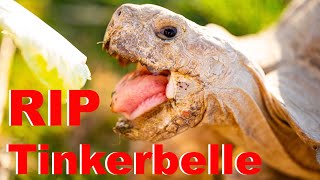In Loving Memory Of Tinkerbelle: A Heartfelt Tribute To My Pet Tortoise