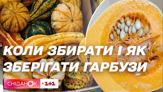 Коли збирати гарбузи з городу? Як зберігати цілі та розрізані? Поради Антоніни Лесик