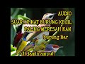 MP3. pikat burung kecil paling meresah kan