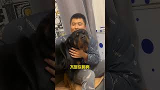 这俩不要脸的玩意！ #罗威纳护卫犬 #狗狗 #拉登与阿亮的日常生活