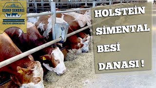 Holstein / Simental Besi Danası