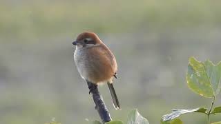 野鳥観察図鑑　百舌鳥　雄　モズ　2024年11月21日