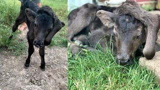 Farmer Bids on 5-Legged Calf When No One Else Would