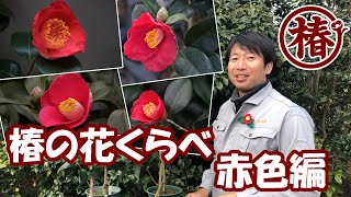 椿の花くらべ第4回～赤色編～♪【紅妙蓮寺・ことじ・赤西王母・秋華】