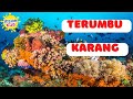 YUK KENALAN DENGAN TERUMBU KARANG, SI WARNA-WARNI DI BAWAH LAUT!