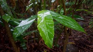 Pluie, Tonnerre Et Oiseaux Dans La Jungle - Relaxation Sommeil Etude Massages Spa 🎧 6 Heures