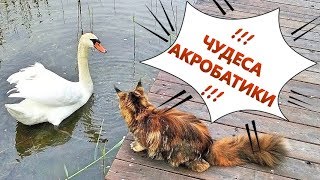 МЕЙН КУН ПУША, ЧУДЕСА АКРОБАТИКИ