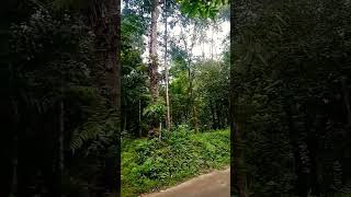 Kuttampuzha - Mamalakandam Road - Kothamangalam