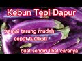 Cara Semai Biji Benih Terung Mudah dan Cepat Tumbuh