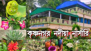 নদীয়া জেলার সবথেকে বড়ো নার্সারি, নদীয়া নার্সারি কৃষ্ণনগর | Nadia nursery Krishnanagar Nadia