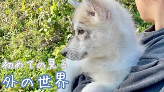 【初体験】愛犬ハスキーと初めて外の世界に出てみたよ