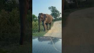 අනේ දෙයියනේ😳 කකුල😢 #viral #elephante #wildlife