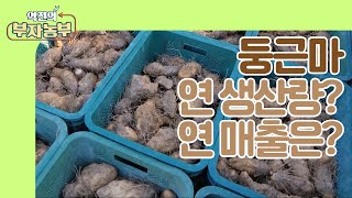 [역전의부자농부 223회]  둥근마 한 해 수확량과 연 매출은?