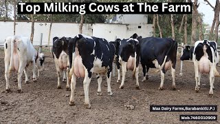 High Milking Cows at the Farm  || Maa Dairy Farms,Barabanki (U.P.)  Mob.7460010909