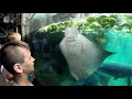 this stingray eating lettuce is oddly satisfying to watch.