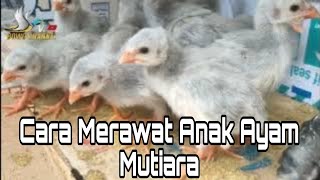 Cara Merawat Anak Ayam Mutiara