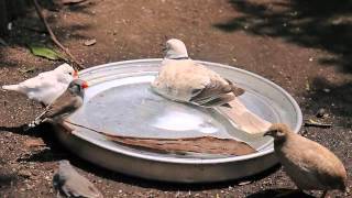 水浴びを邪魔する数珠掛け鳩