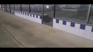 The mysterious cat of Lufkin,Texas