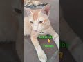 டேய் தம்பி முருகேசா cat kittty catvideos funny kittycomedy vadivelcomedy