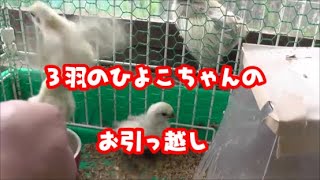 ３羽のひよこちゃんのお引越し　烏骨鶏のひよこ　かわいいヒヨコちゃん