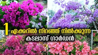 Royal Dreams Agro Park 100 ലധികം വ്യത്യസ്ത കടലാസ് ചെടികൾ വാങ്ങാം | Bougainvillae Plant Care Tips