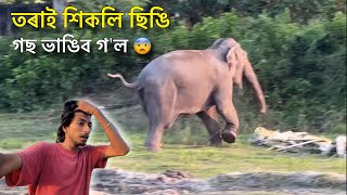 তৰাই শিকলি ছিঙি গছ ভাঙিব গ’ল 😨 - Episode 12 : Elephant Journey to Kaziranga 2024