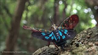 The crazy rapid flying of a fulgorid bug.