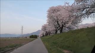 （黒沢川堤防桜）安曇野桜通信 20240415