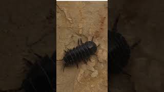 Multiuse wonders #insects#பூச்சிகள் #shortsvideo #shortvideo