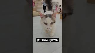 [주말] 여긴 완전 고양이 아지트네! #캣플헤븐#캣카페