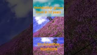 | Neelakurinji 4k status flower status | neelakurinji flowers munnar kerala india |#ytshorts #flower