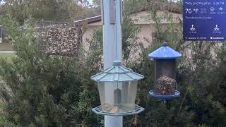 Orlando Florida Bird Cam  WE 12/27/2024